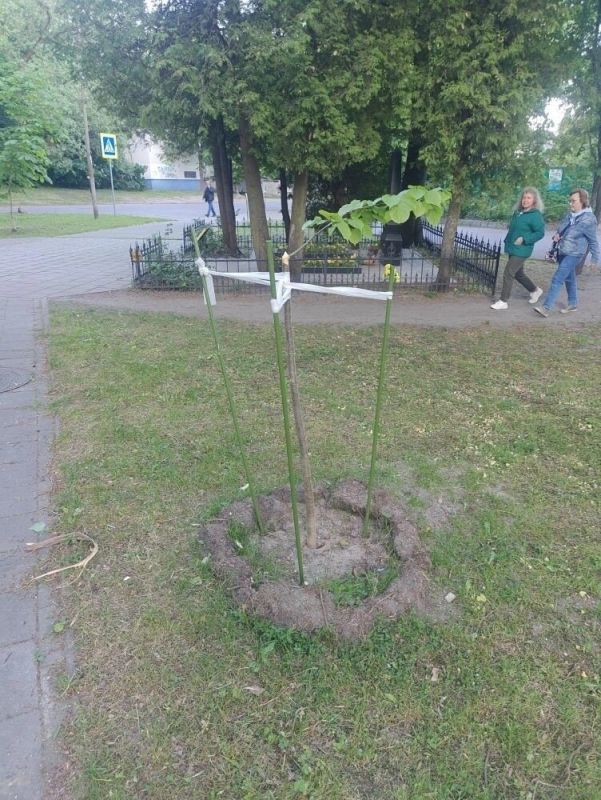 На Ялтинской неизвестные уничтожили липы, посаженные у братской могилы перед 9 Мая На Ялтинской неизвестные уничтожили липы, посаженные у братской могилы перед 9 Мая
