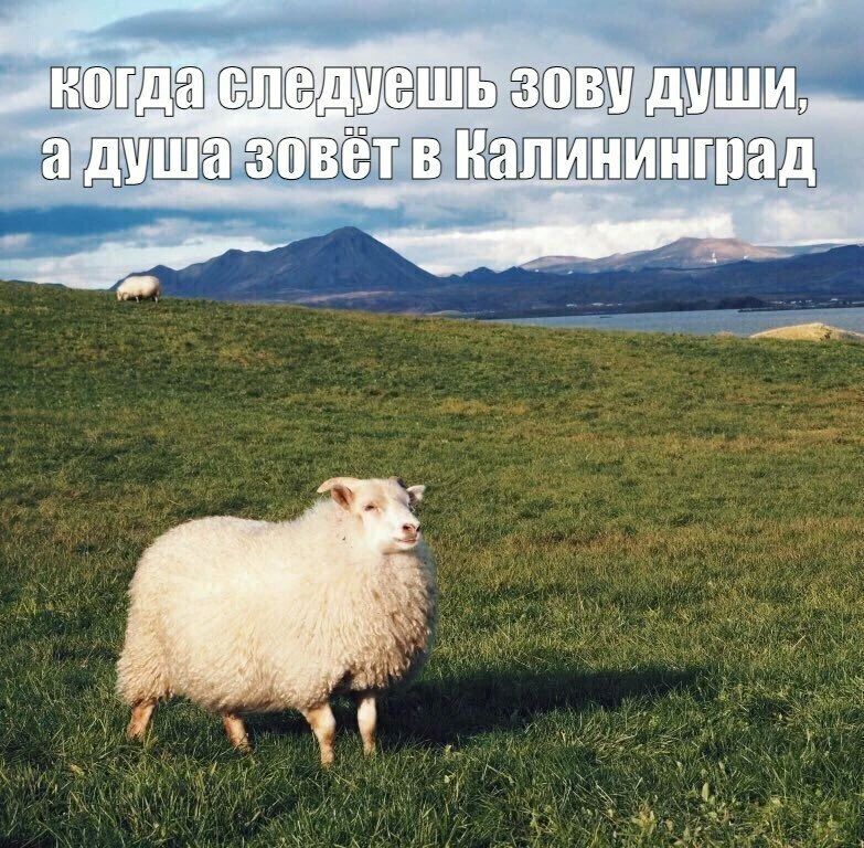 В мае в Калининградскую область завезли 9,9 тыс