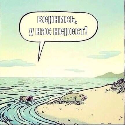 В Калининградской области вводят временный запрет на промысловый лов камбалы-тюрбо