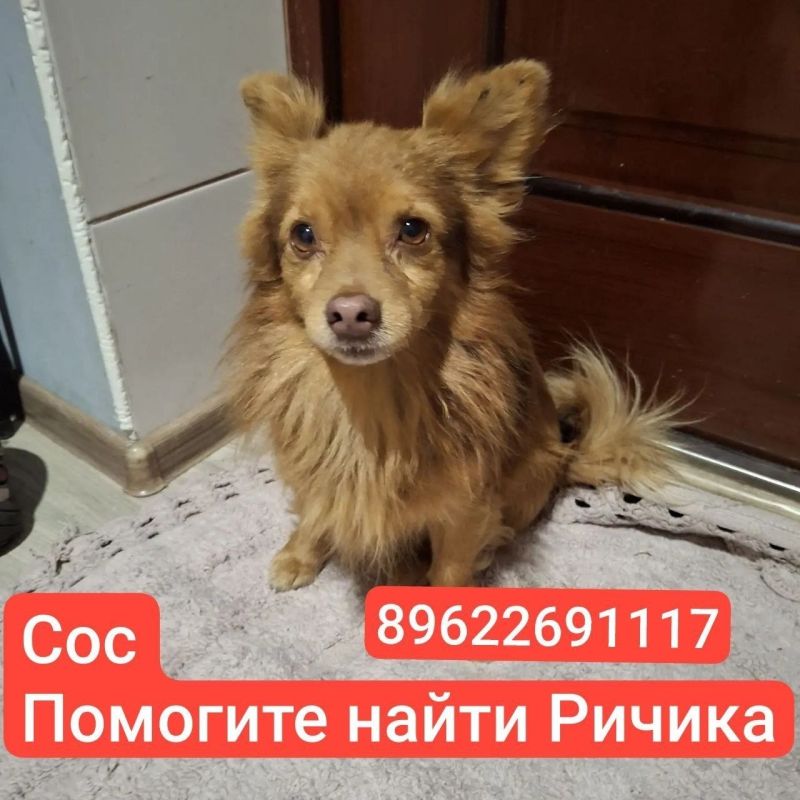 Калининград, пропал Ричик!