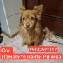 Калининград, пропал Ричик!