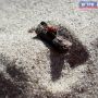 Сегодня отмечается милый и яркий праздник — День божьих коровок!