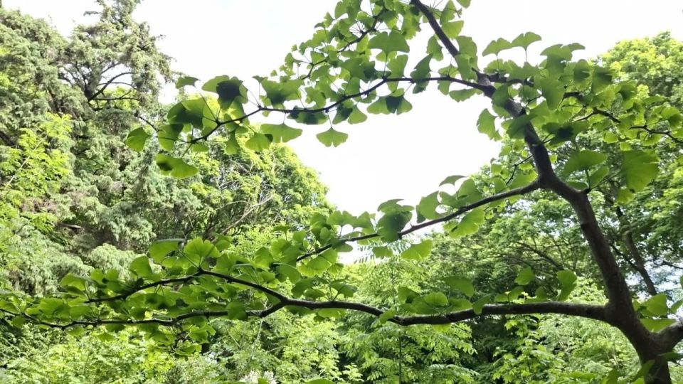 Гинкго двулопастный (Ginkgo biloba) — единственный сохранившийся представитель древнейшего отряда Ginkgoales, который появился на планете более 290 миллионов лет назад, задолго до эпохи цветковых растений Гинкго двулопастный (Ginkgo biloba) — единственный сохранившийся представитель древнейшего отряда Ginkgoales, который появился на планете более 290 миллионов лет назад, задолго до эпохи цветковых растений