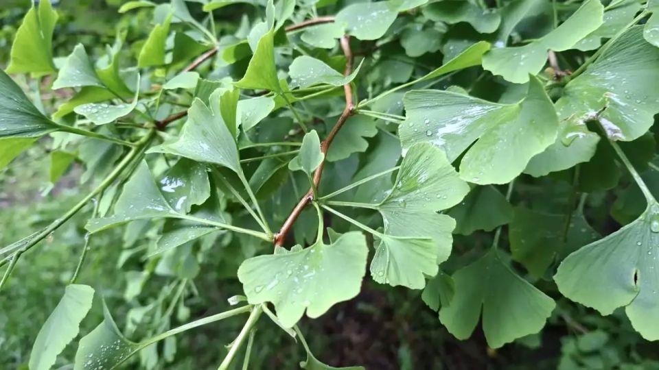 Гинкго двулопастный (Ginkgo biloba) — единственный сохранившийся представитель древнейшего отряда Ginkgoales, который появился на планете более 290 миллионов лет назад, задолго до эпохи цветковых растений Гинкго двулопастный (Ginkgo biloba) — единственный сохранившийся представитель древнейшего отряда Ginkgoales, который появился на планете более 290 миллионов лет назад, задолго до эпохи цветковых растений