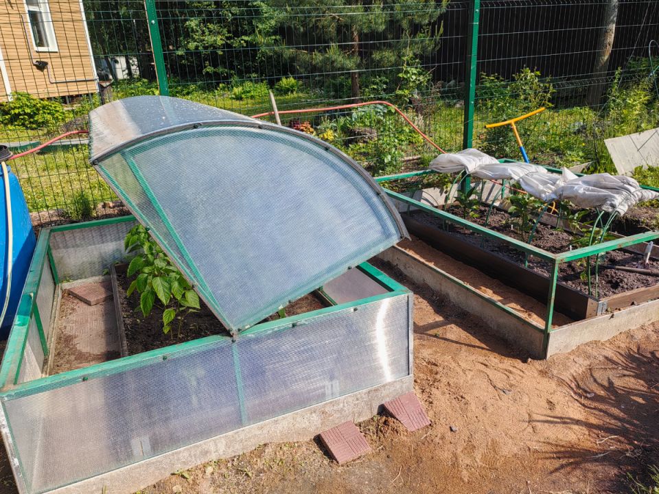Советы по уходу за перцем и баклажанами