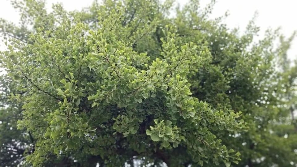 Гинкго двулопастный (Ginkgo biloba) — единственный сохранившийся представитель древнейшего отряда Ginkgoales, который появился на планете более 290 миллионов лет назад, задолго до эпохи цветковых растений Гинкго двулопастный (Ginkgo biloba) — единственный сохранившийся представитель древнейшего отряда Ginkgoales, который появился на планете более 290 миллионов лет назад, задолго до эпохи цветковых растений