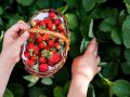 Как защитить клубнику от пернатых: простые и эффективные способы