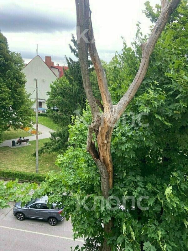 Калининградцу пришлось удочкой сбить нависшую кору засохшего дерева, которое давно просили убрать