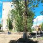 В Калининграде деревья не пережили встречу с подрядчиком, ремонтирующим дорогу на Полоцкой