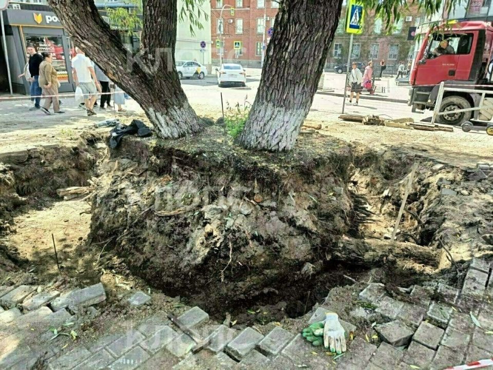 У Северного вокзала выкопали глубокую траншею и обрубили корни большой ивы У Северного вокзала выкопали глубокую траншею и обрубили корни большой ивы