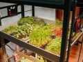 Микрозелень: кулинарная революция с маленькими ростками