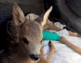 Легендарного Бэмби под Калининградом спас белый конь