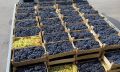 Почти 500 тонн свежего винограда прошли фитосанитарный контроль Россельхознадзора