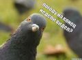 Калининградское лето наконец-то нашло кнопку «включить жару» но это не точно
