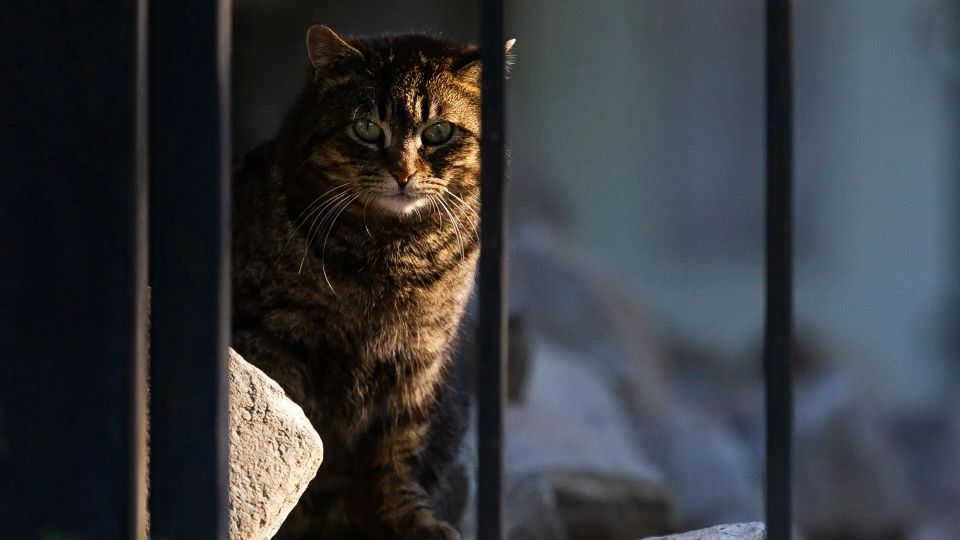 Калининградцы могут подать заявку на отлов бездомных животных