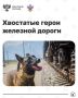 Сегодня отмечается День кинолога