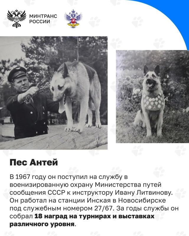 Сегодня отмечается День кинолога Сегодня отмечается День кинолога