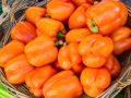 Как мини-перцы могут украсить ваш стол и сад