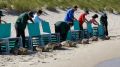 Семь краснокнижных серых тюленят спасли и выпустили в море в Калининградской области