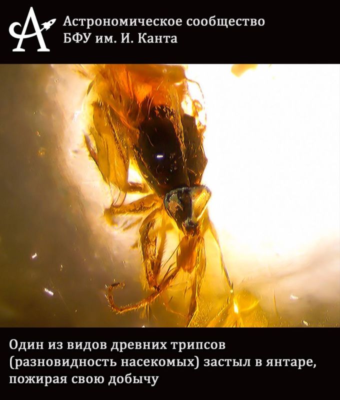Погружаемся в микромир. Современные микроскопы и камеры позволяют увидеть не только далекие звёзды и туманности, но и скрытые красоты микромира Погружаемся в микромир. Современные микроскопы и камеры позволяют увидеть не только далекие звёзды и туманности, но и скрытые красоты микромира