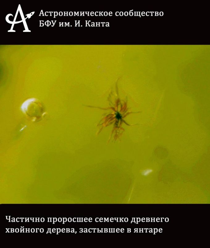 Погружаемся в микромир. Современные микроскопы и камеры позволяют увидеть не только далекие звёзды и туманности, но и скрытые красоты микромира Погружаемся в микромир. Современные микроскопы и камеры позволяют увидеть не только далекие звёзды и туманности, но и скрытые красоты микромира