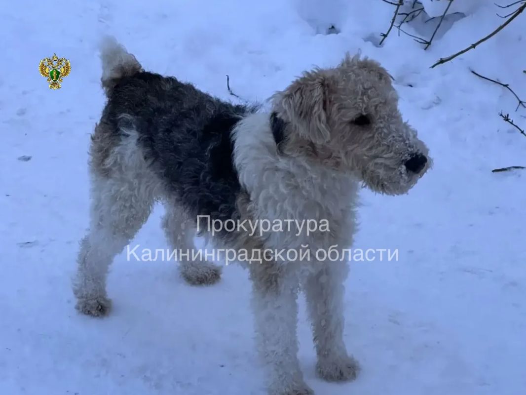 По иску прокуратуры Краснознаменского района в пользу пенсионерки взыскана компенсация морального вреда, причиненного в результате нападения собаки