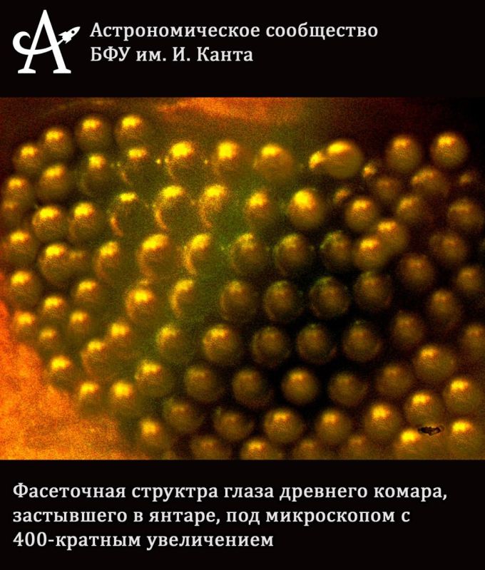 Погружаемся в микромир. Современные микроскопы и камеры позволяют увидеть не только далекие звёзды и туманности, но и скрытые красоты микромира Погружаемся в микромир. Современные микроскопы и камеры позволяют увидеть не только далекие звёзды и туманности, но и скрытые красоты микромира
