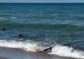 В Калининградской области в море выпустили 7 мистических существ