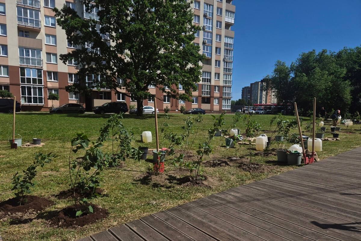 На берегу Летнего озера высадили 150 кустов сирени На берегу Летнего озера высадили 150 кустов сирени