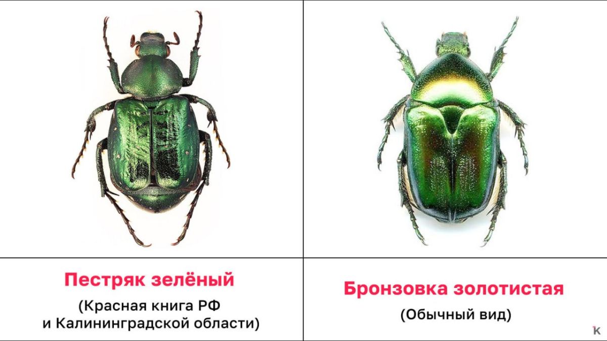 Краснокнижного жука с Литовского вала заметили на детской площадке Краснокнижного жука с Литовского вала заметили на детской площадке