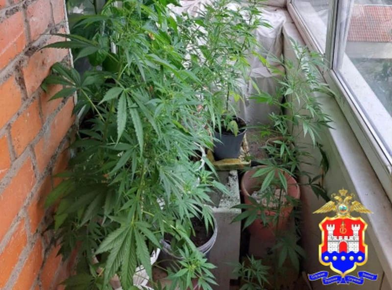 Жители Калининграда сдали выращивавшего в открытую марихуану соседа