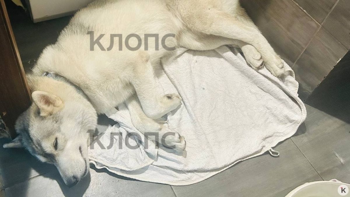 В Зеленоградске мужчина украл хаски, а потом подбросил её в зоомагазин хромой и побитой