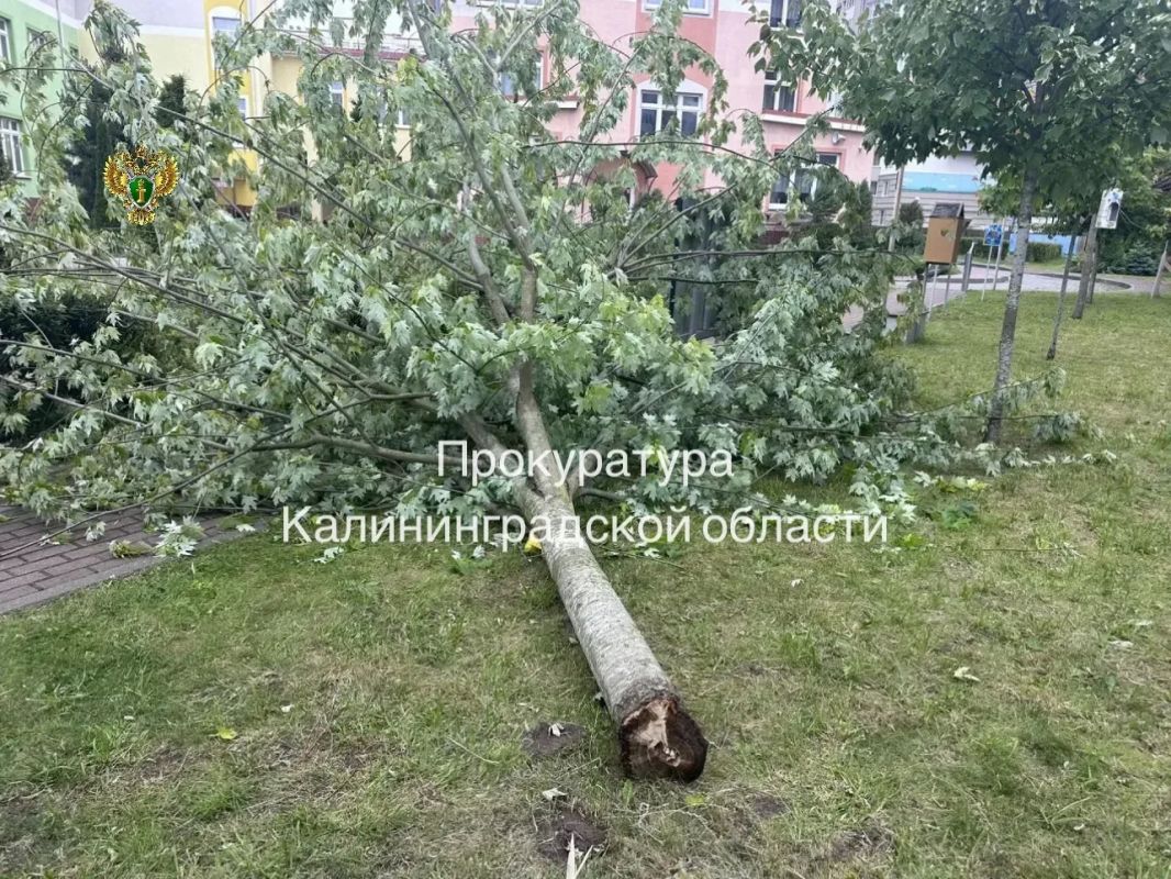 Прокуратура направила в суд уголовное дело о травмировании воспитанника детского сада, пострадавшего в результате падения дерева Прокуратура направила в суд уголовное дело о травмировании воспитанника детского сада, пострадавшего в результате падения дерева