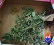 Кусты на подоконнике выдали хозяина квартиры: в Калининграде возбуждено уголовное дело