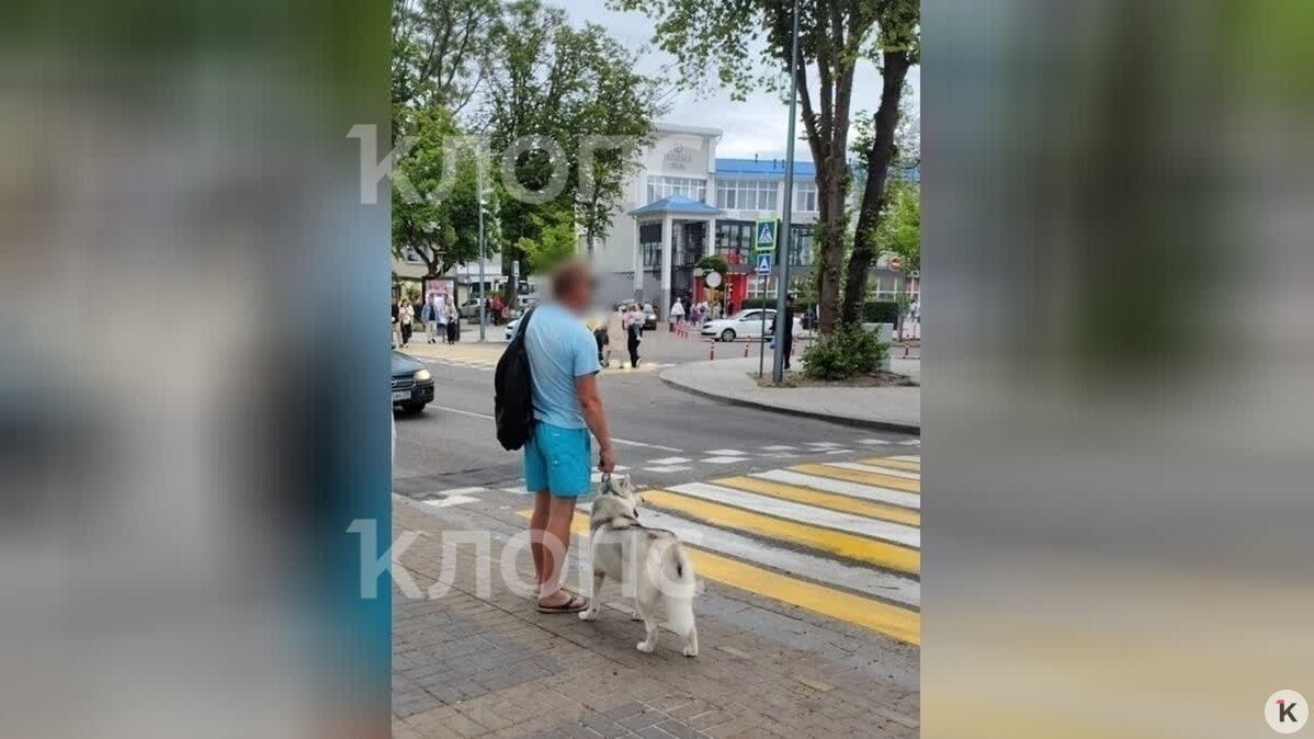 В Зеленоградске мужчина украл хаски, а потом подбросил её в зоомагазин хромой и побитой В Зеленоградске мужчина украл хаски, а потом подбросил её в зоомагазин хромой и побитой