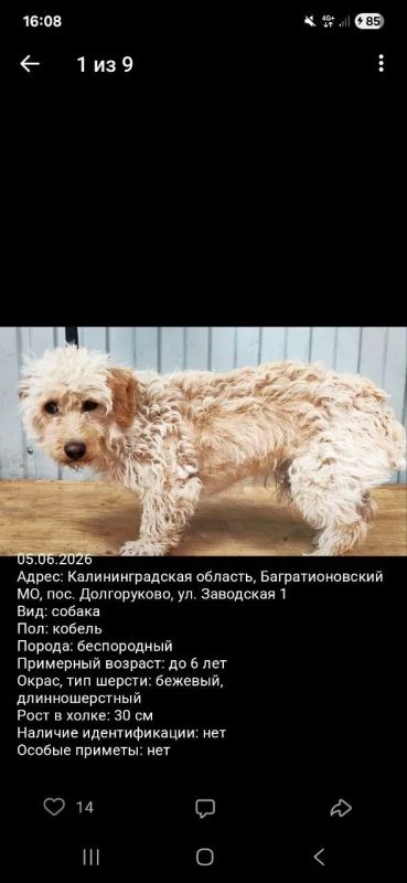 Ищем собаку. Сегодня, 5 июля, Игорь — волонтёр, помогающим бездомным и брошенным животным — приехал в центр безнадзорных животных, чтобы забрать одного малыша Ищем собаку. Сегодня, 5 июля, Игорь — волонтёр, помогающим бездомным и брошенным животным — приехал в центр безнадзорных животных, чтобы забрать одного малыша