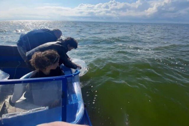 В Куршский залив выпустят ещё 655 тысяч мальков сига