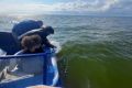 В Куршский залив выпустят ещё 655 тысяч мальков сига