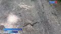 Тепло и влажность в Янтарном крае понравились пресмыкающимся