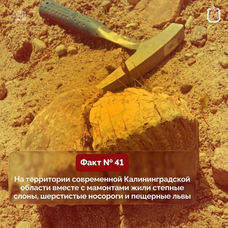 На территории современной Калининградской области вместе с мамонтами жили степные слоны, шерстистые носороги и пещерные львы