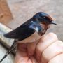 ������ ����, ������!. ��������������� ���������� �������� ����������� �������� (Hirundo rustica)