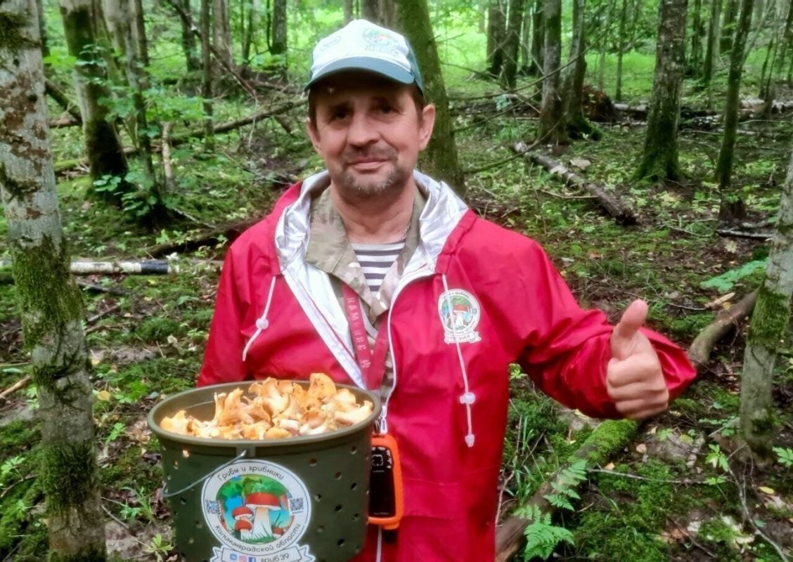 В Черняховском округе собирают вёдрами лисички и фотографируют полипорусы В Черняховском округе собирают вёдрами лисички и фотографируют полипорусы
