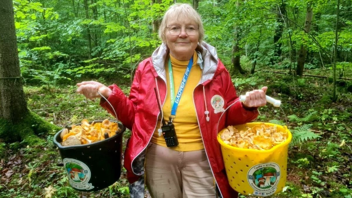 В Черняховском округе собирают вёдрами лисички и фотографируют полипорусы В Черняховском округе собирают вёдрами лисички и фотографируют полипорусы