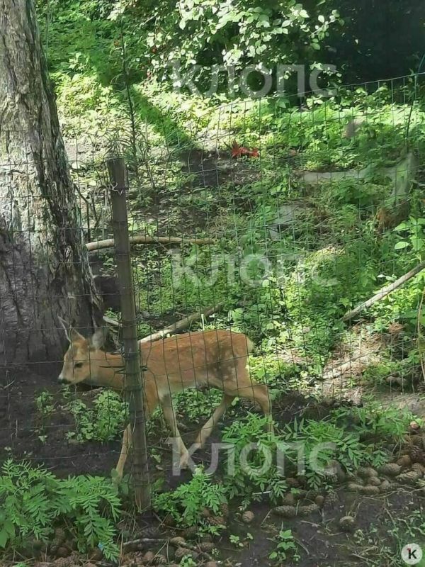 В Краснознаменске лесничий спас косулёнка, два дня прятавшегося во дворе