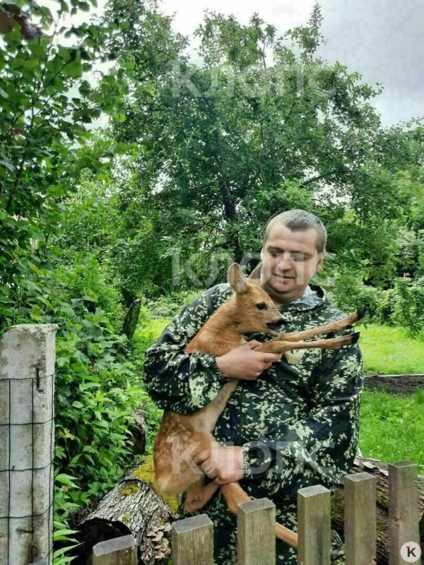 В Краснознаменске лесничий спас косулёнка, два дня прятавшегося во дворе В Краснознаменске лесничий спас косулёнка, два дня прятавшегося во дворе