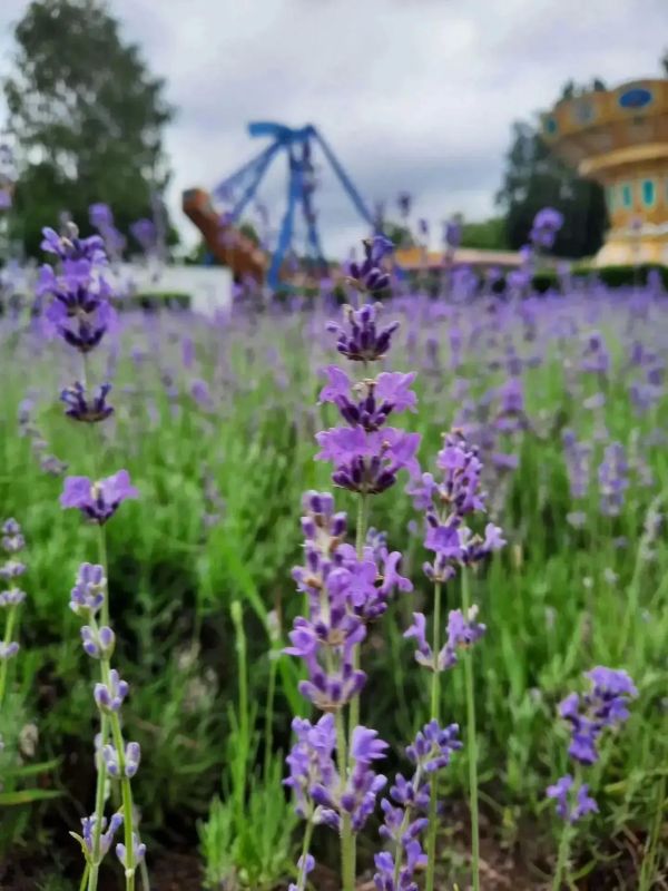 В Центральном парке зацвела лаванда В Центральном парке зацвела лаванда