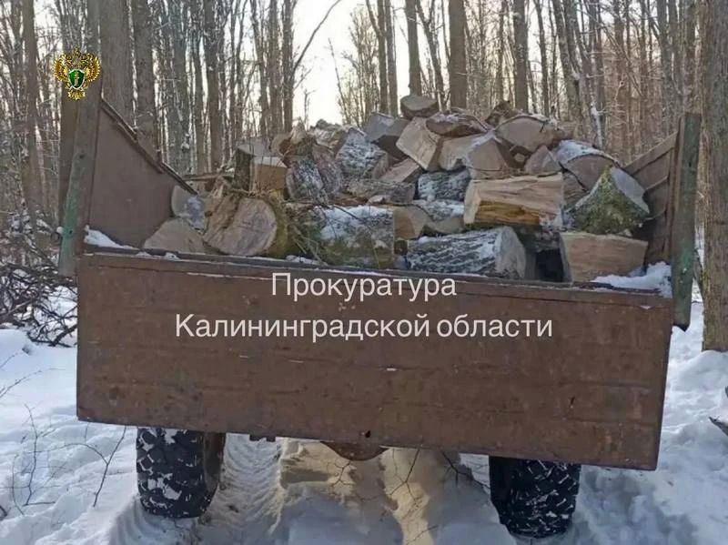 Завзятый лесоруб под Железнодорожным сносил дубовую рощу Завзятый лесоруб под Железнодорожным сносил дубовую рощу