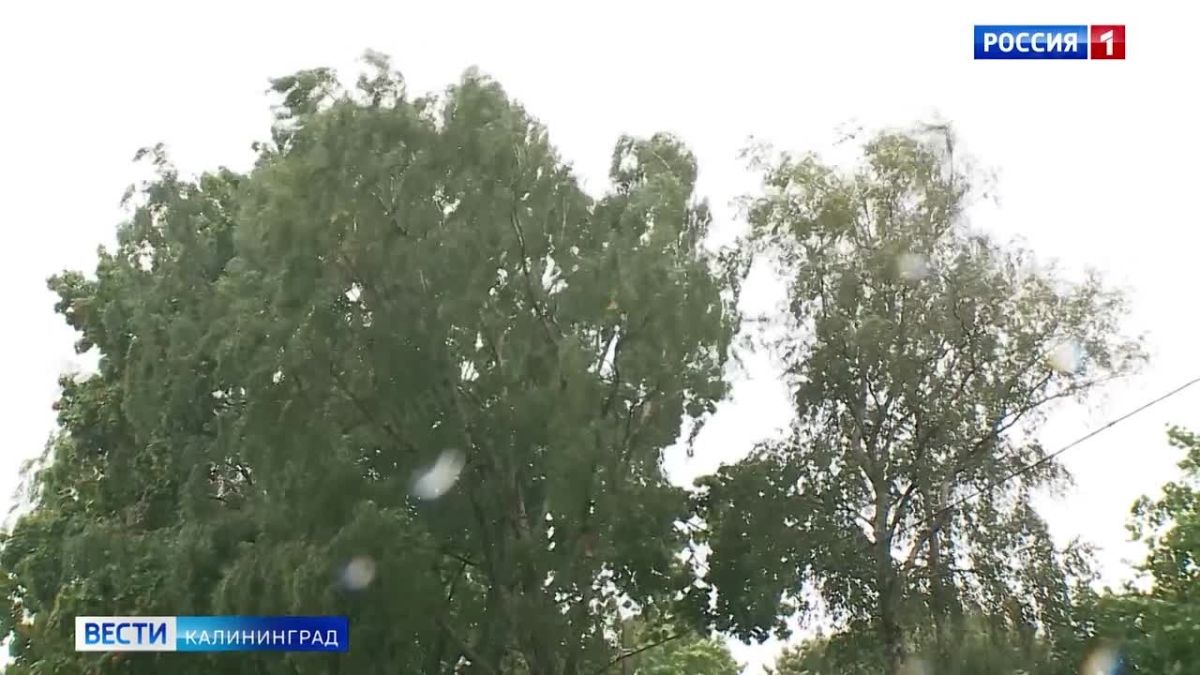 Лето возвращается: синоптики пообещали калининградцам потепление до +25 градусов после шторма