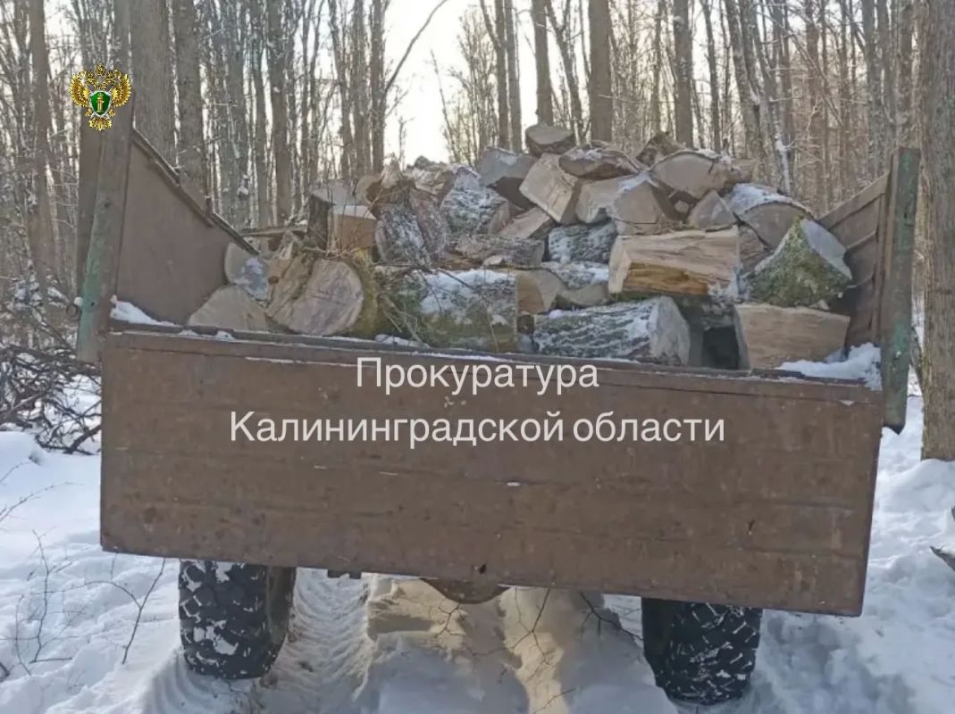 Прокуратура Правдинского района направила в суд уголовное дело о незаконной рубке с причинением ущерба в особо крупном размере