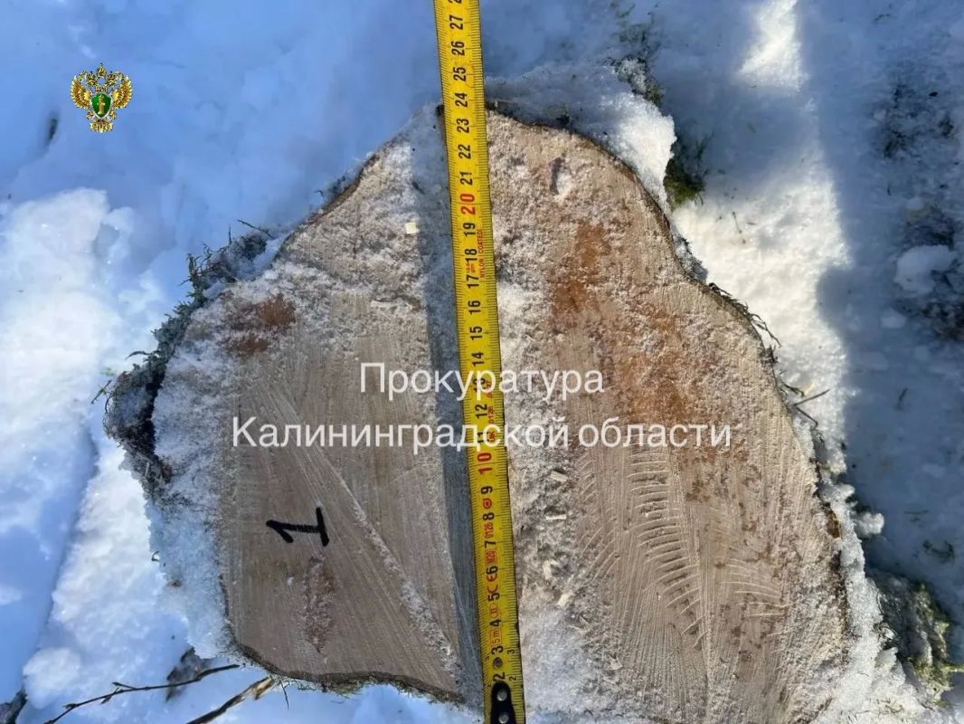 Прокуратура Правдинского района направила в суд уголовное дело о незаконной рубке с причинением ущерба в особо крупном размере Прокуратура Правдинского района направила в суд уголовное дело о незаконной рубке с причинением ущерба в особо крупном размере